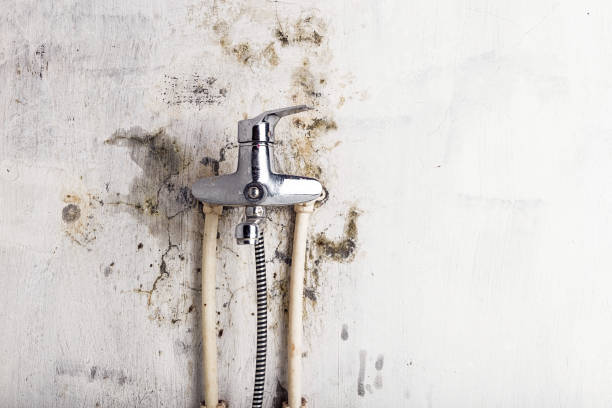 Best Fast Mold Removal  in Mked Tree, AR