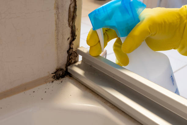 Mold Removal and Inspection in Marked Tree, AR