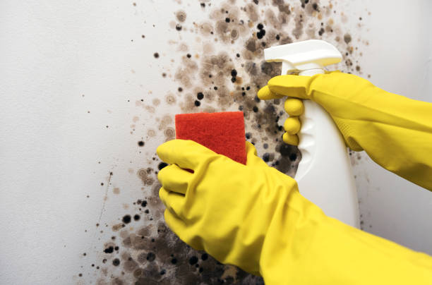 Best Same-Day Mold Removal  in Mked Tree, AR