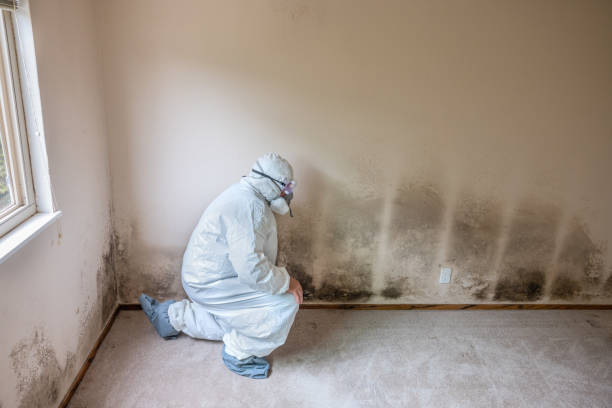 Best Crawl Space Mold Removal  in Mked Tree, AR